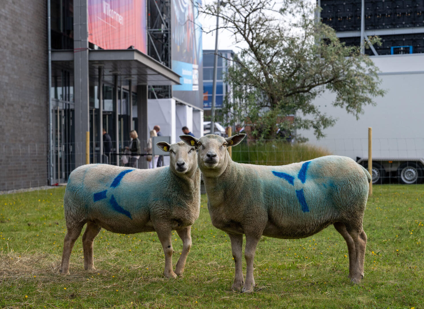 Two sheep with blue markings on their sides are standing in the grass next to a building. People and vehicles can be seen in the background, with a tree to the right. The sheep are looking directly into the camera.