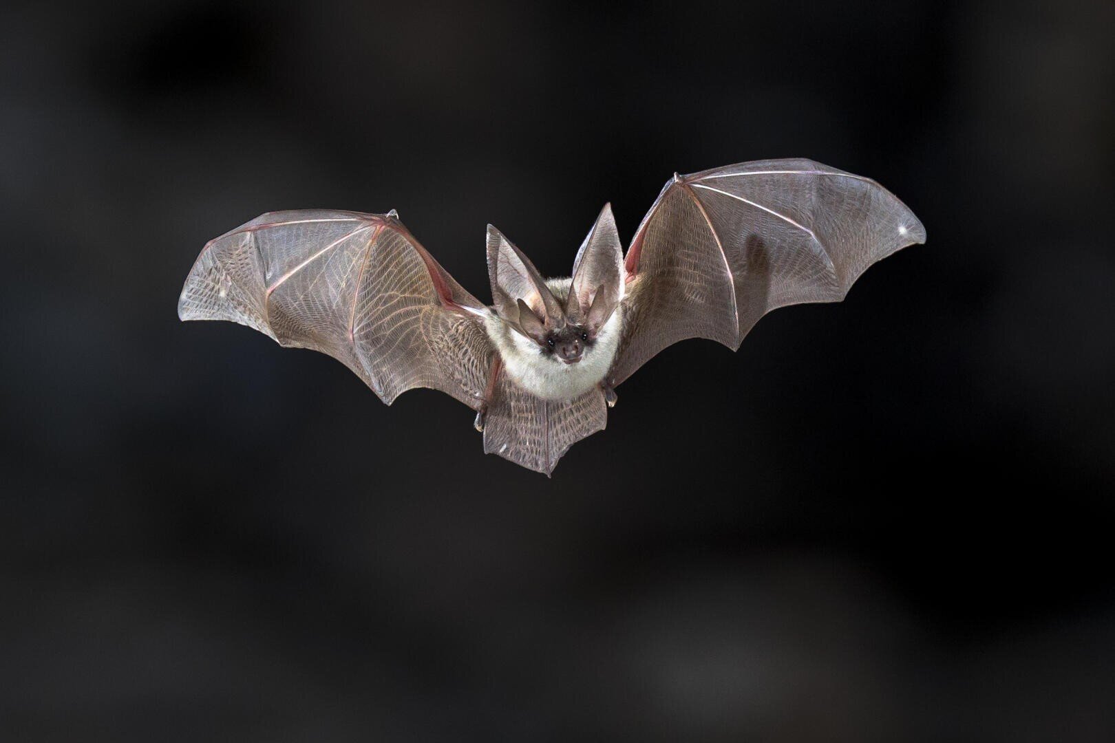 A bat with outstretched wings flies against a dark background, showing the delicate pattern of its wing membranes and its small, furry body.